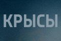 Крысы